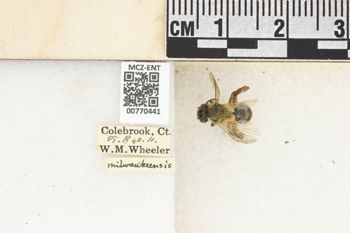 Media type: image;   Entomology 770441 Aspect: Labels